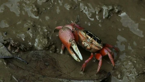 Red crab on Mud beach Stock Footage 79998558