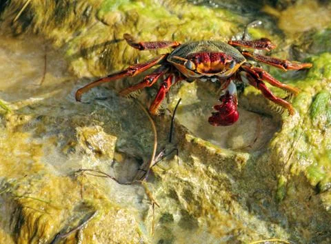 Red crab Stock Photos