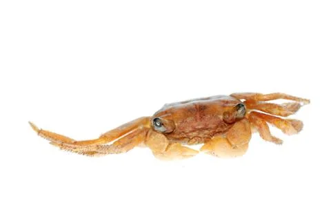 Red crab 스톡 사진