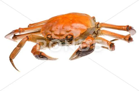 Red crab Stock Photos