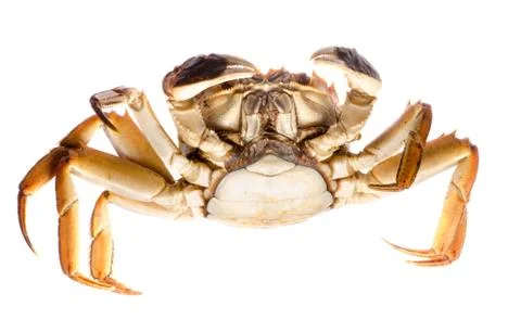 Red crab Stock Photos