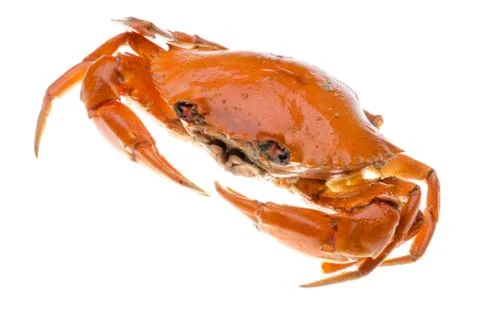 Red crab Foto stock