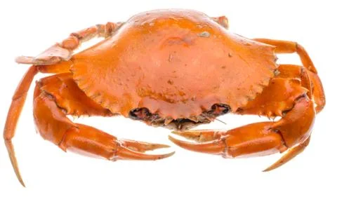 Red crab Stock Photos