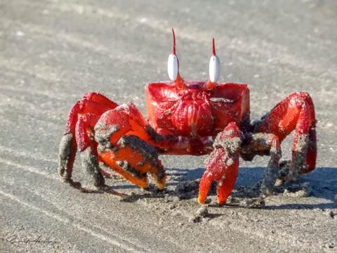 Red Crab Fotos de archivo