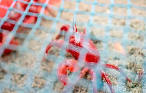 Red Crab. Stock Photos