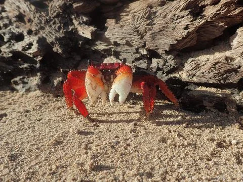 Red Crab Stock Photos