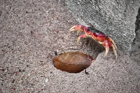 Red crab 写真素材