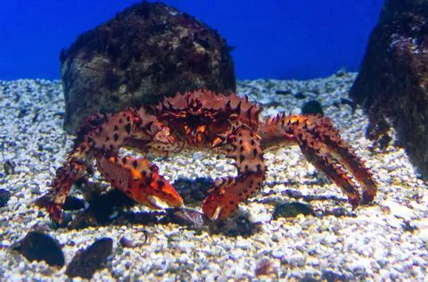 Red crab on the sandy bottom Stock Photos