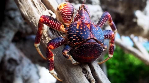 Red crab sitting on a tree Stock Footage 285943376