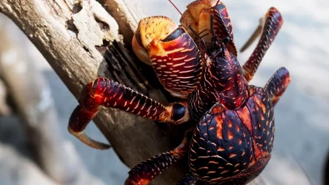 Red crab sitting on a tree Stock Footage 285943400