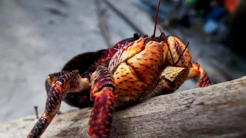 Red crab sitting on a tree Stock Footage 285943412