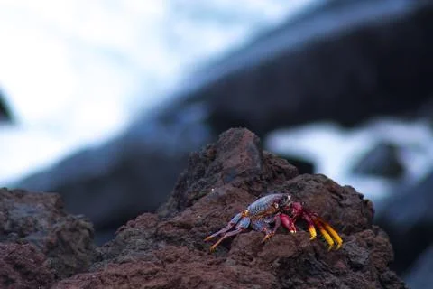 Red crab on stone ejected by wave Stock Photos