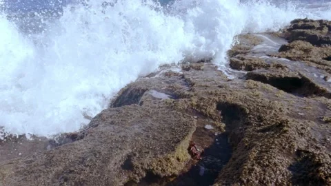 Red Crab Walking and Jumping On Rocky Shore Stock Footage 223562096