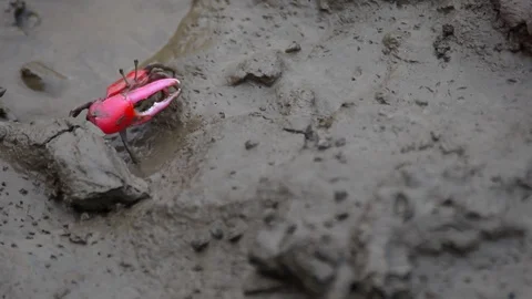 Red Crab Walking in Mud Video stock 86227433