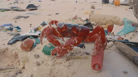 Red crab walking over plastic on the most polluted beach. Vidéo 136338206