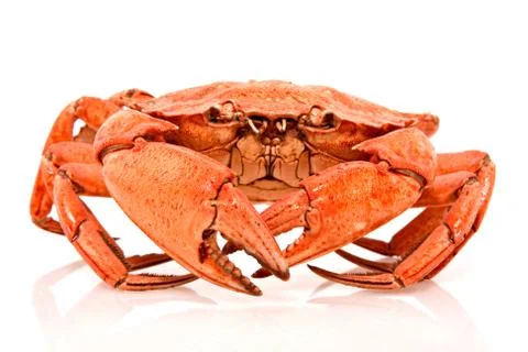 Red crab on white background Stock Photos