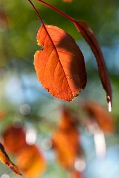 Red Crabapple Leaf Stock Photos