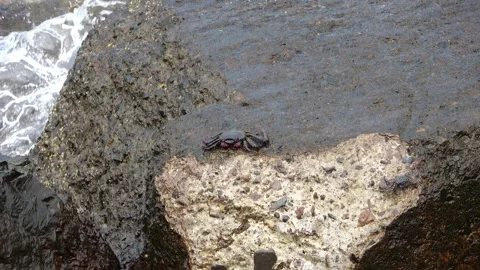 Red crabs climbing rocks on the Atlantic Ocean on the Canary Island of Tene.. Stock Footage 252000455