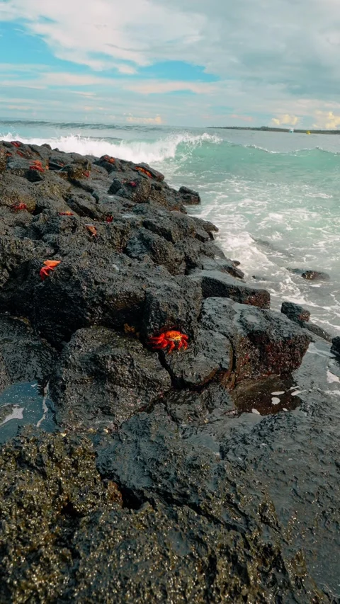 Red crabs on dark rocks beside ocean surf. Crabs occupy a sloping rock face Stock Footage 346259047