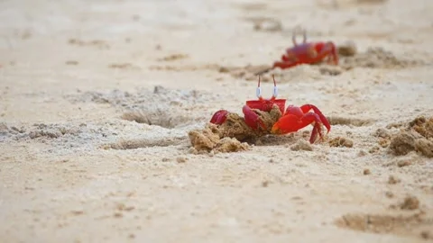 Red crabs Stock-Footage 270089335