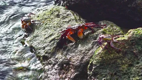 Red Crabs Stock Footage 282859260