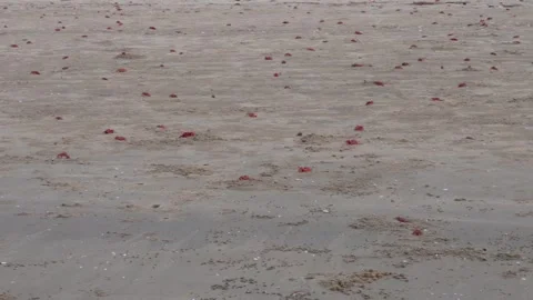 Red Crabs Scattered Stock Footage 336700565
