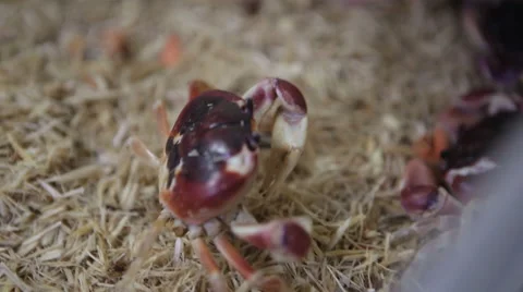 Red crabs in science laboratory experiment Stock Footage 49668419