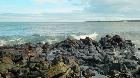 Red crabs spread across volcanic shoreline rocks. Crabs stand on uneven boulders Stock Footage 346259089