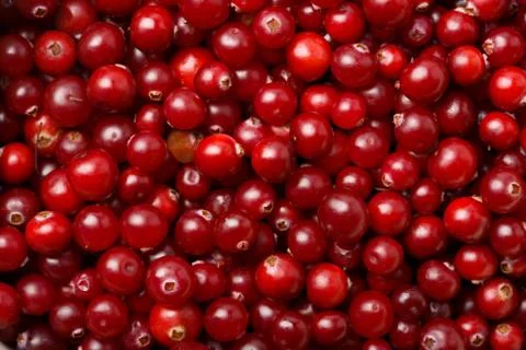 Red cranberries background Stock Photos