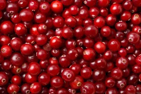 Red cranberries background Stock Photos