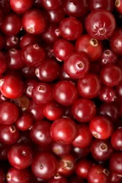 Red cranberries background Stock Photos