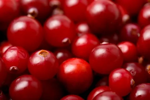 Red cranberries background Stock Photos