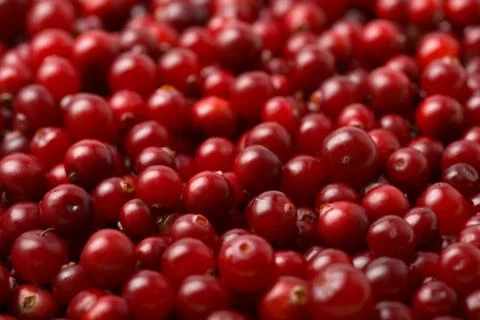 Red cranberries background Stock Photos