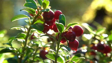 Red cranberries with dew drops. Human hand plucks berries. Close-up. Slow motion Stock Footage 67225831