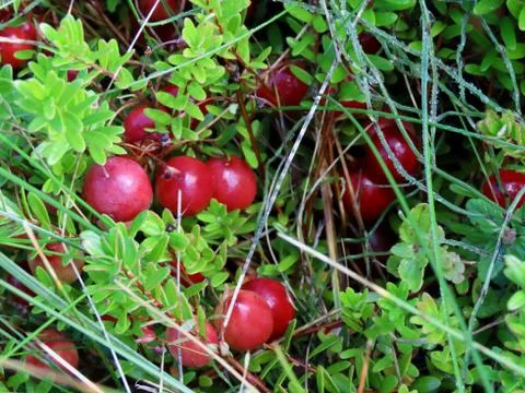 Red cranberries growing 스톡 사진