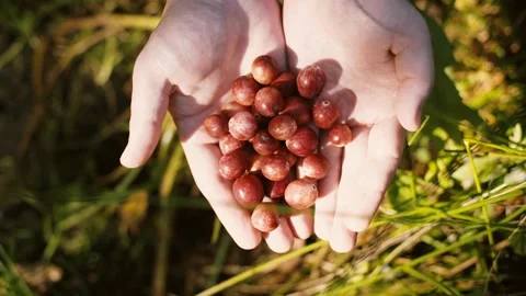 Red cranberries in palms on a background of green grass Stock Footage 148499015