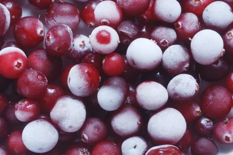 Red cranberries Stock Photos
