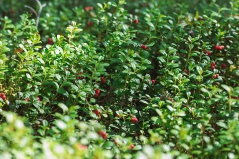 Red cranberries vegetation in forest Stock Photos