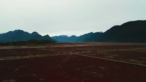 Red cranberry fields stretch toward dark imposing mountain peaks under flat Stock Footage 337008219