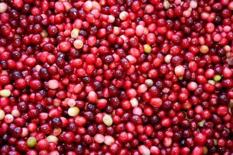 Red Cranberry Stock Photos