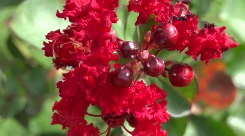 Red Crape Myrtle flowers blowing in the wind, shot in 60P Video stock 51876760