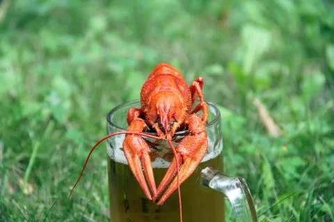 Red crawfish and beer Stock Photos
