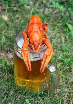 Red crawfish Stock Photos
