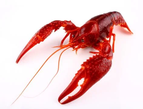 Red crawfish on white background, close up Stock Photos