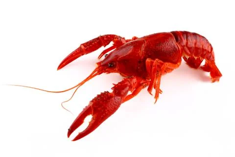 Red crawfish on white background Stock Photos