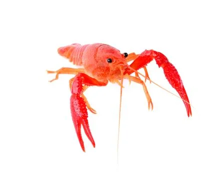 Red crawfish on white background Stock Photos
