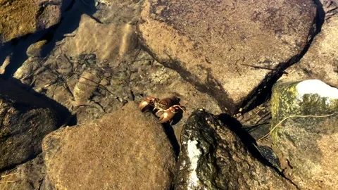Red Crayfish Backs Up From Rocks On Sunlit River Bed Stock Footage 233997437