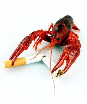 Red crayfish breaks cigarette Foto stock