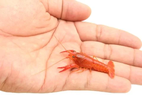 Red Crayfish in hand on isolated Stock Photos