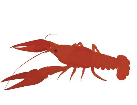Red crayfish Stock Illustration